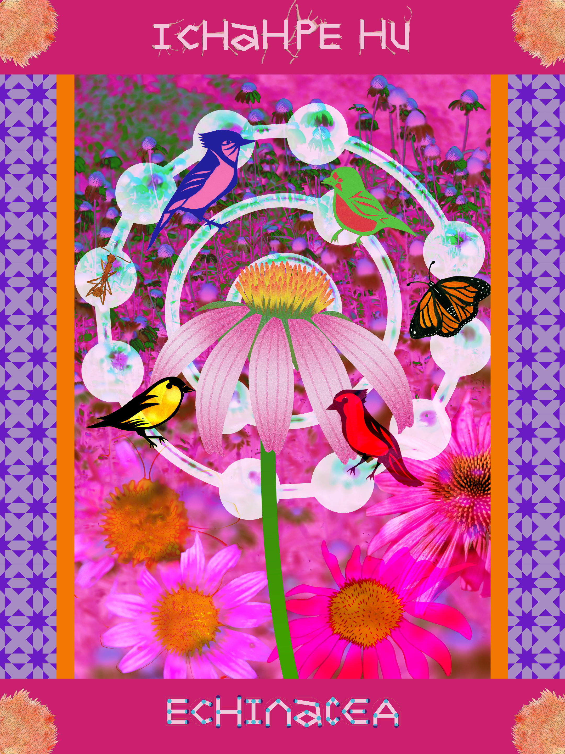 IcHaHPE Hu / Echinacea