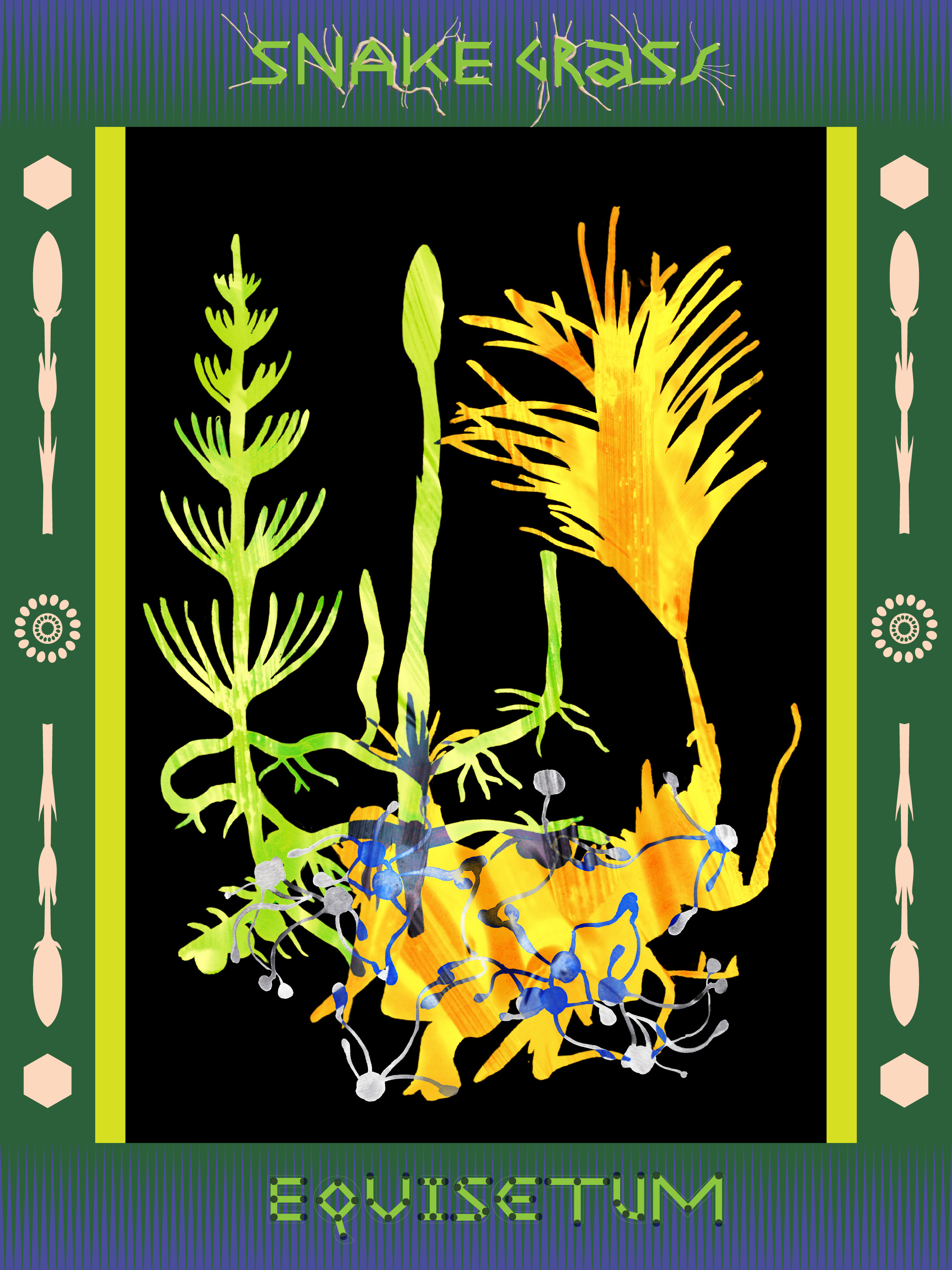 Snake Grass / Equisetum