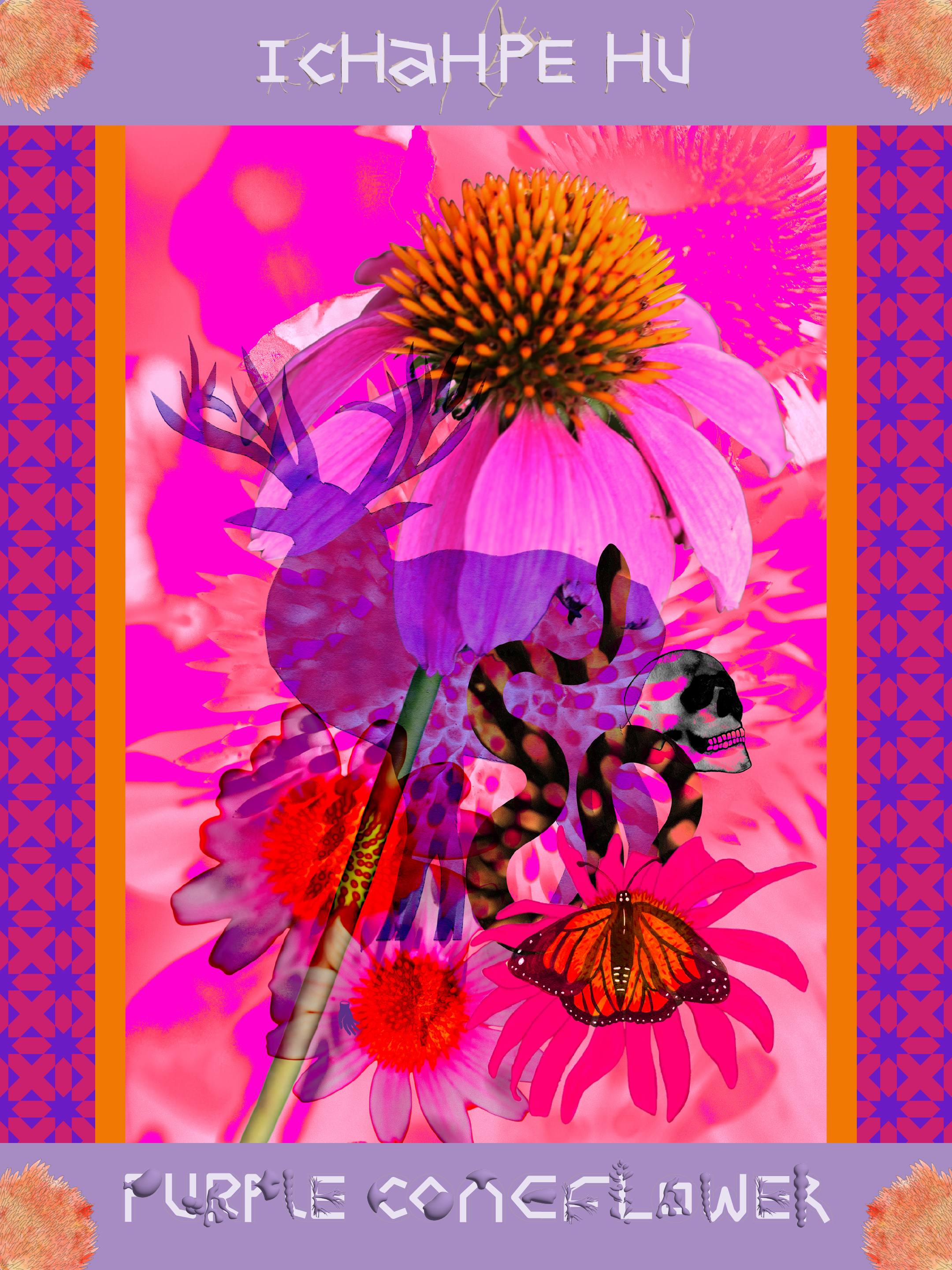 IcHaHPE Hu / Purple Coneflower